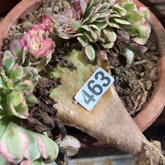 用***3多肉植物一个倾城463