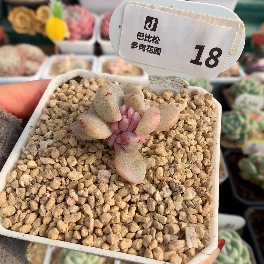 泡**.18糖心冰魄石化多肉植物