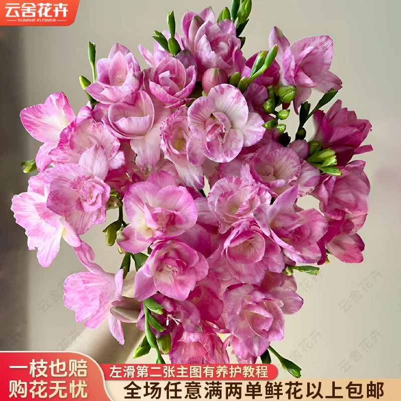 【云舍花卉】【粉色】香雪兰 【不保水】任意满两单及以上鲜花包邮