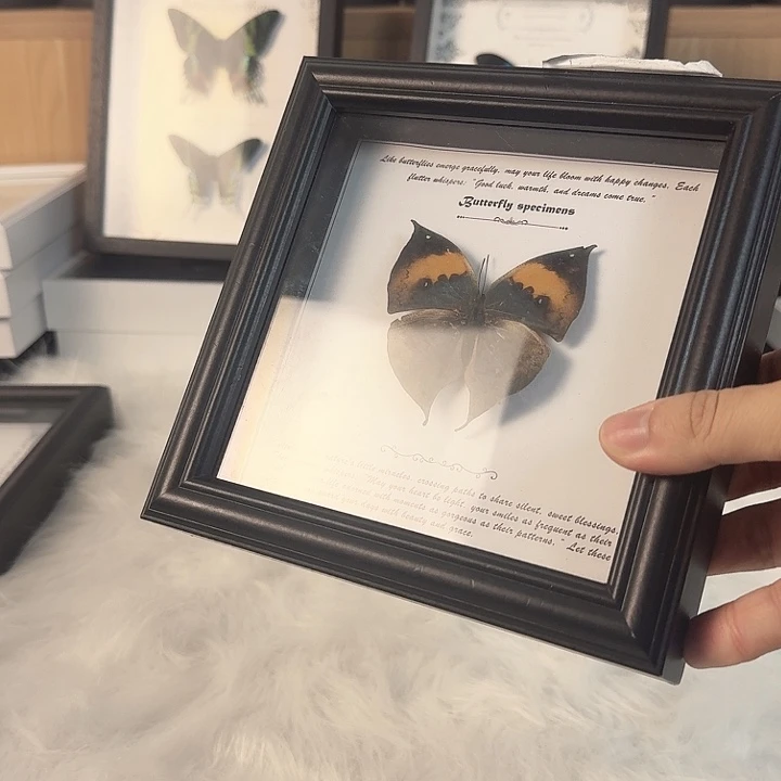 有机玻璃蝴蝶标本一物一拍