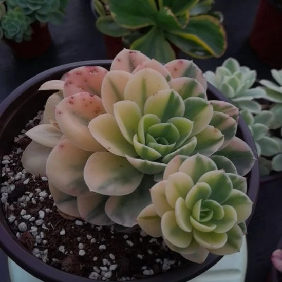 星娜塔超白锦包菜家里的