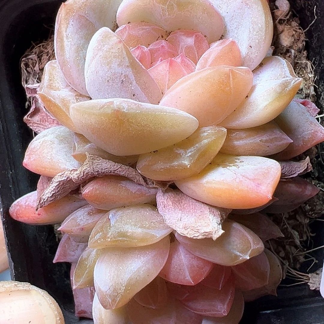 小卡拉米糖心一物一拍14-153