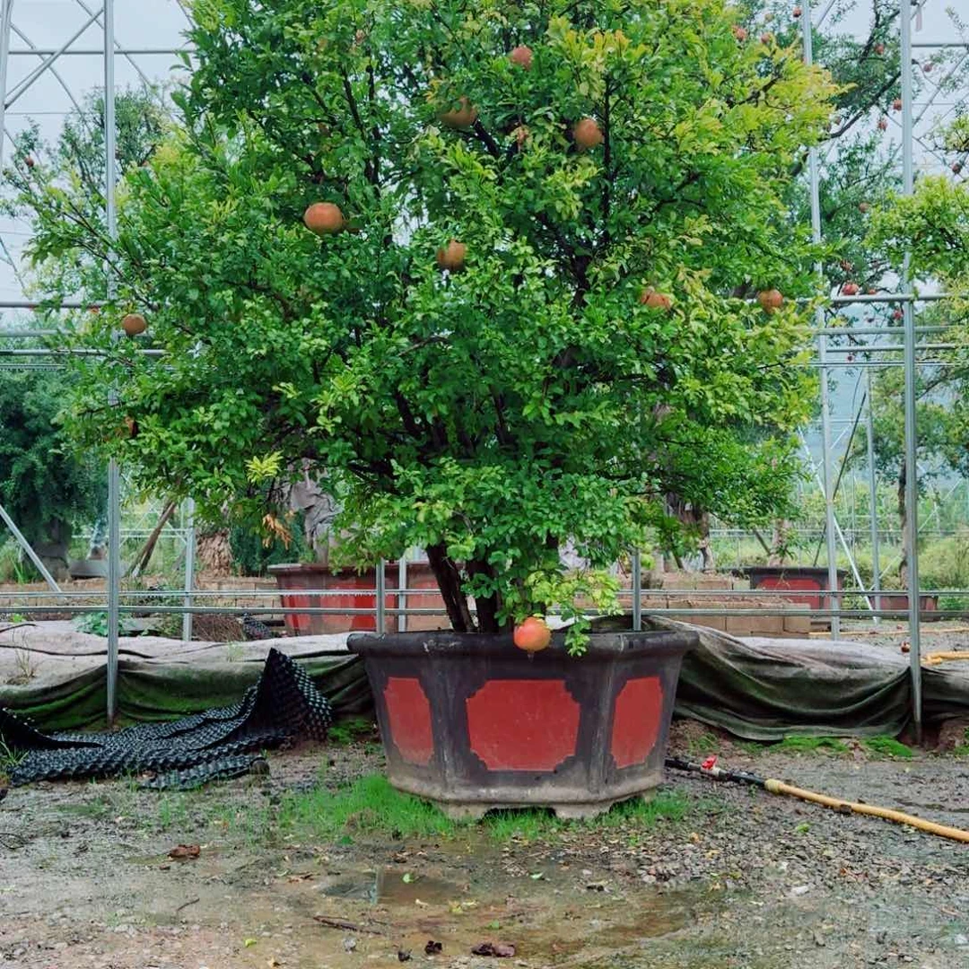 大红袍石榴树一物一拍