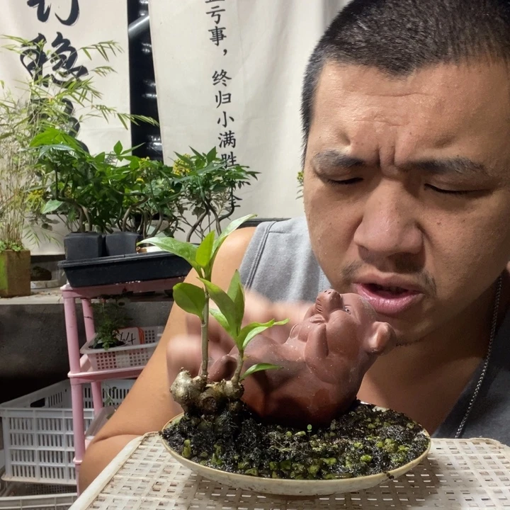 ***ㅤ以实际为准绿植盆景盆栽八