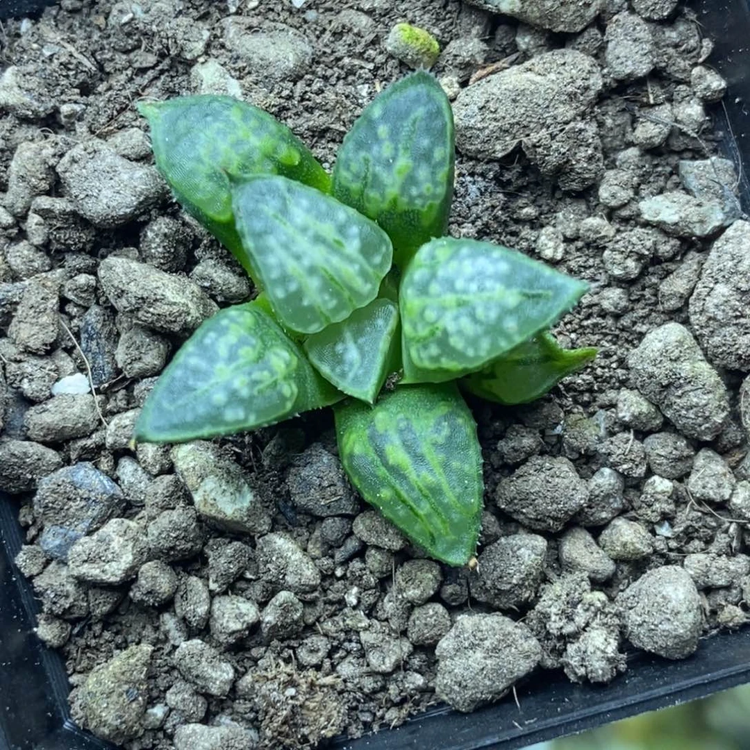 绿点点芭一物一拍