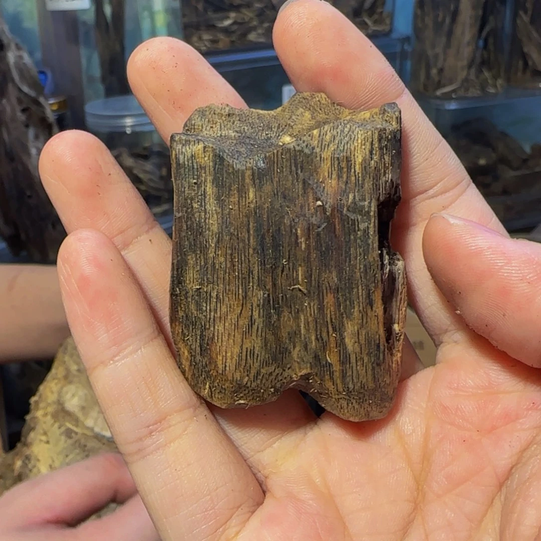 沉香碎屑沉香9克海南94