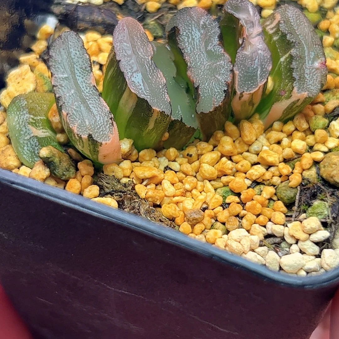 鬼岩城锦十二卷多肉植物