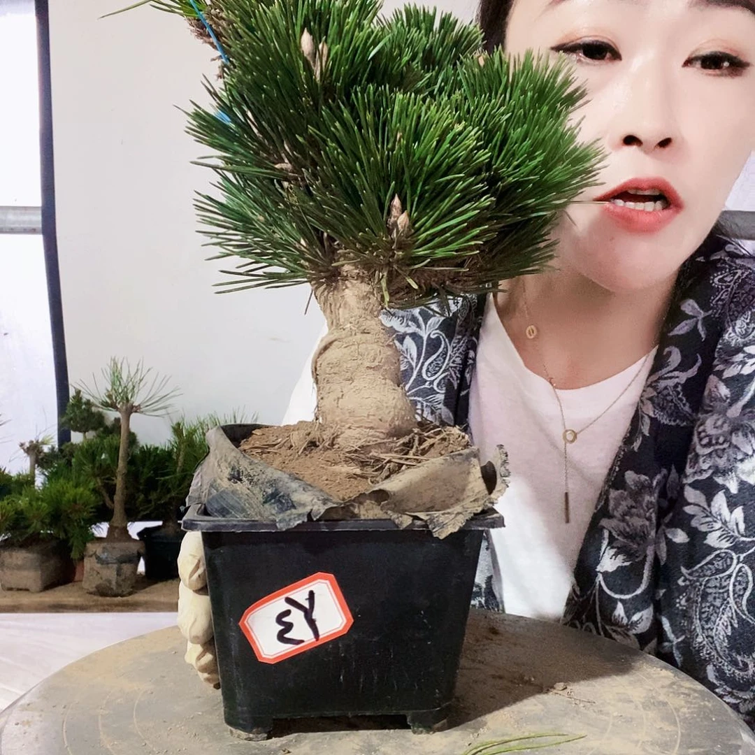 无花朵植物形态多年生草本