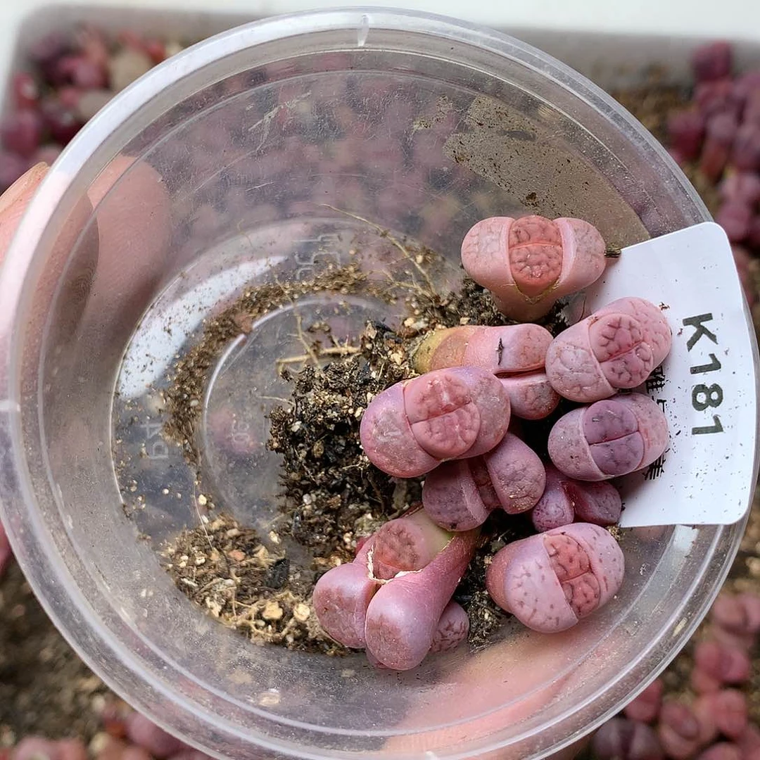 瀞K181多肉植物保护