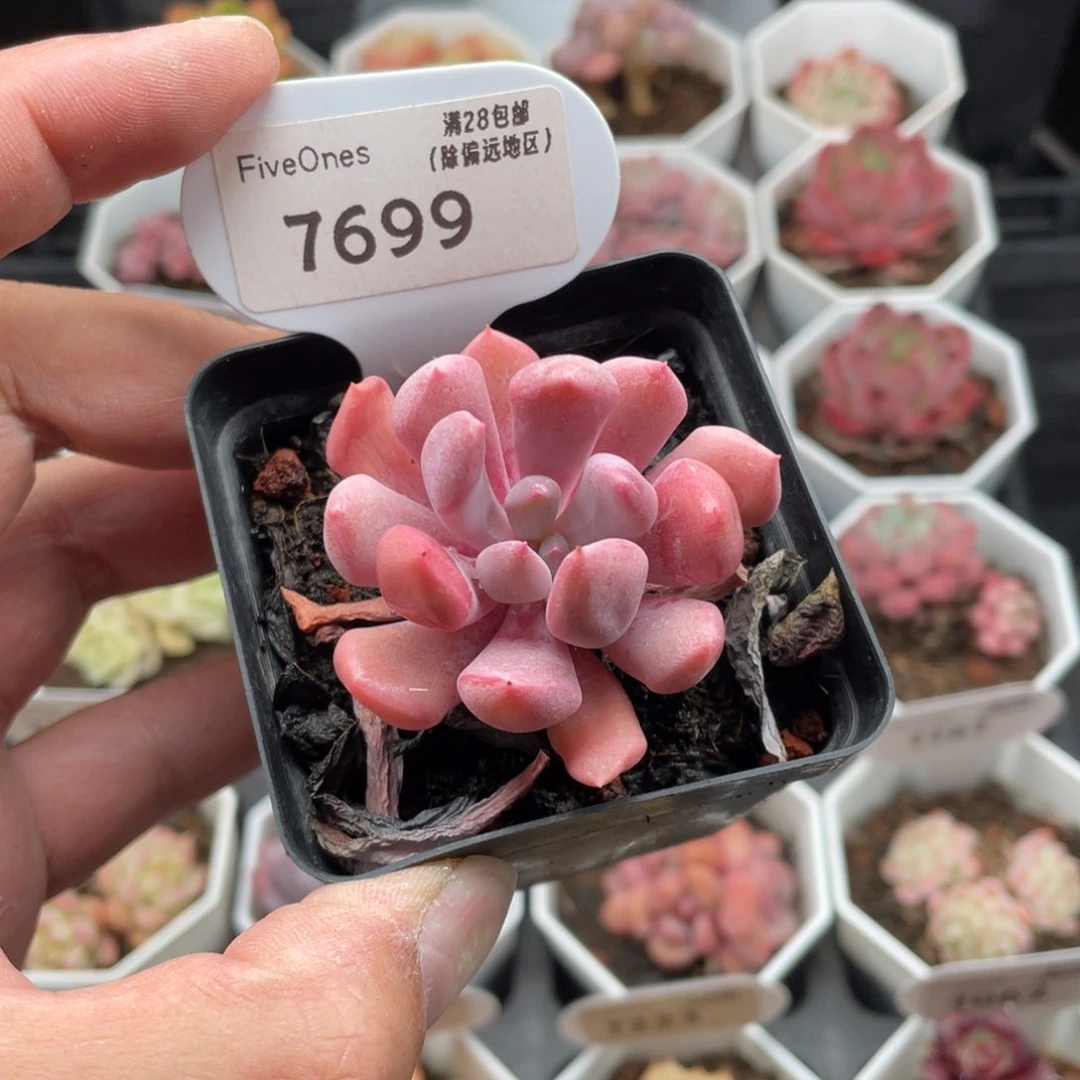 7699丘比特4.5厘米