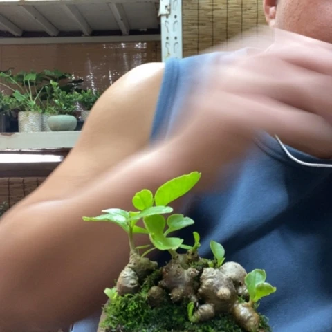 红陶一物一拍所见即所得69