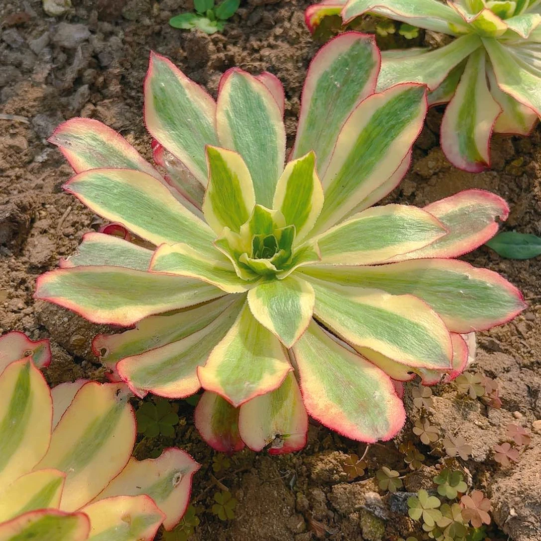 魅影单头多肉植物