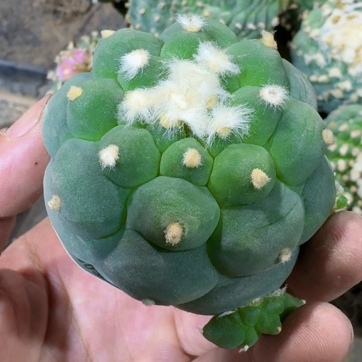 福利落地大尤168