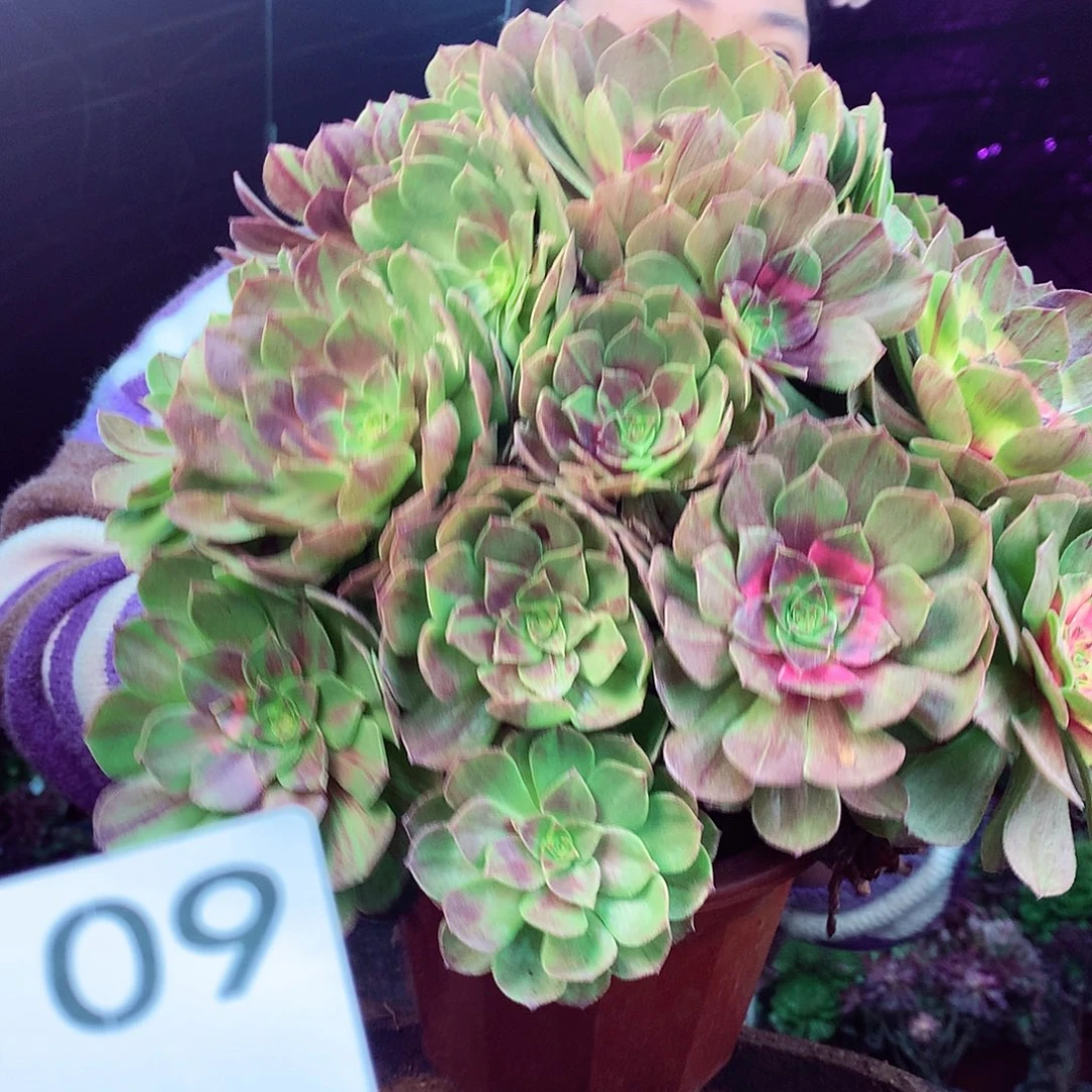 柒柒精品多肉脱土发货不包断侧枝109