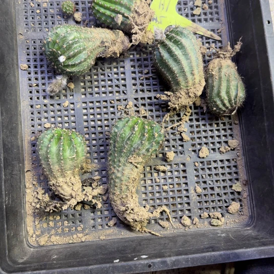 302根脱土发货歪不好4公分左右