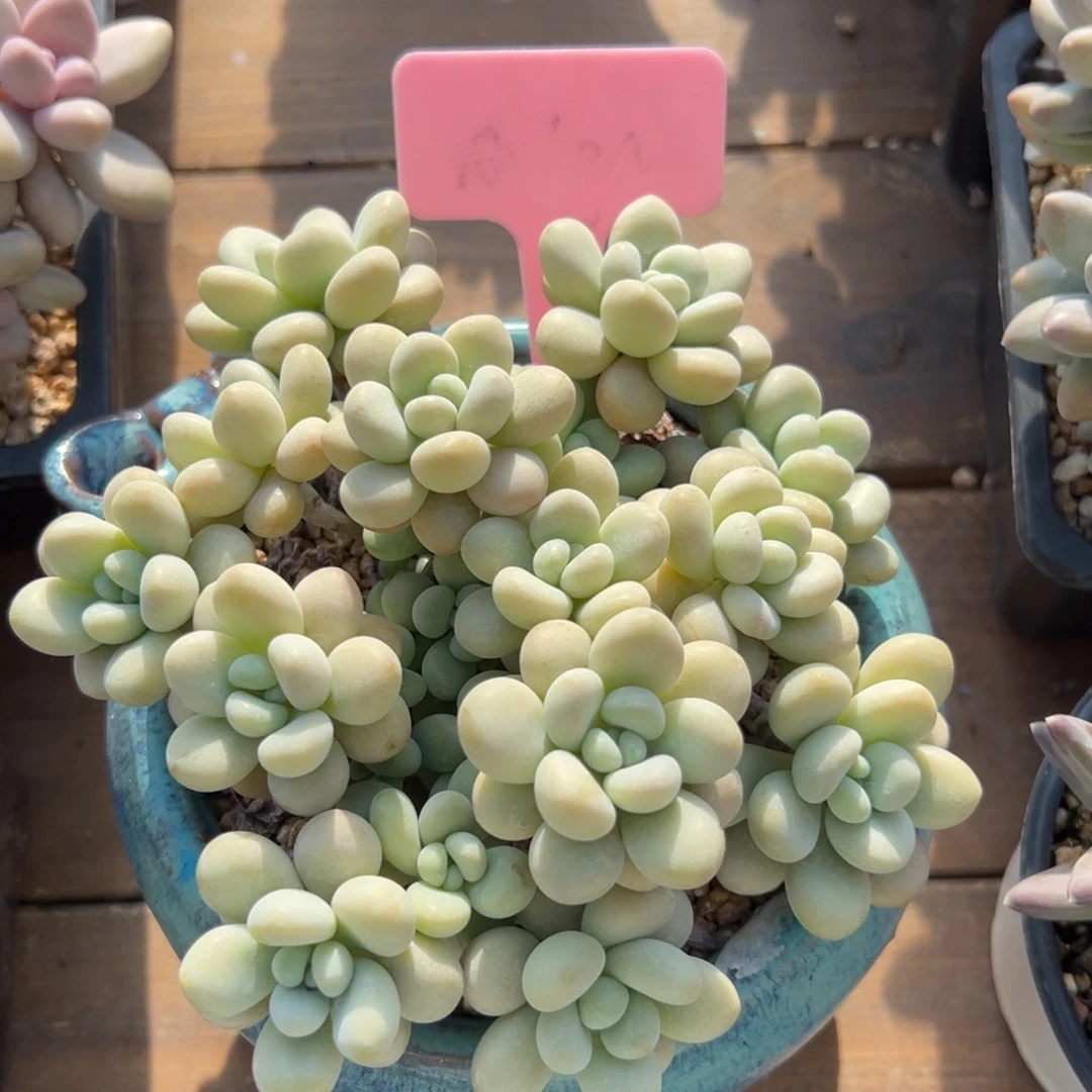 白奶糖111111111111