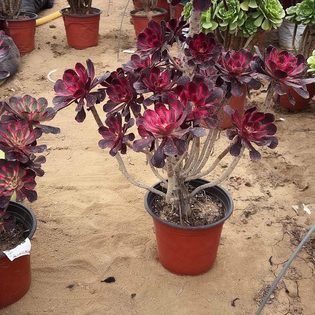 793丽娜多肉植物