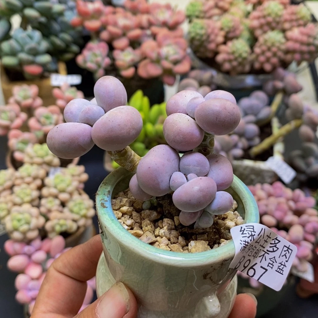 967芭比奶酪6cm多肉