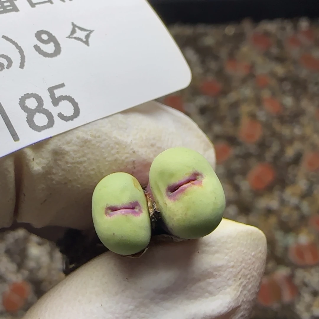 0185。1380b。小红嘴。