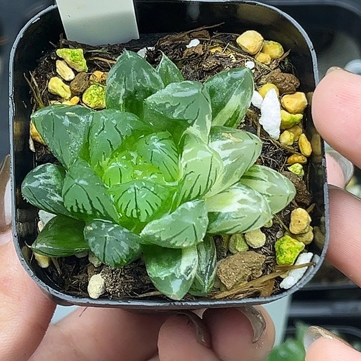 87变异龙鳞玉露锦