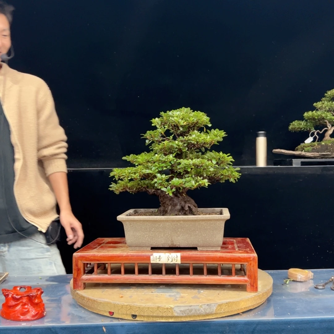 用***8无花朵皋月杜鹃旭之光杜鹃