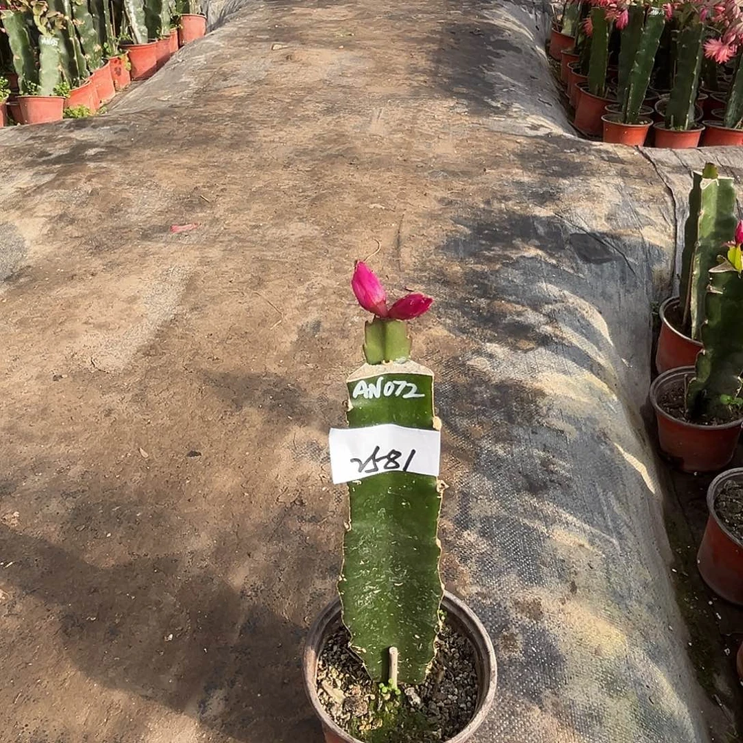 完全开放2581AN072二代苗