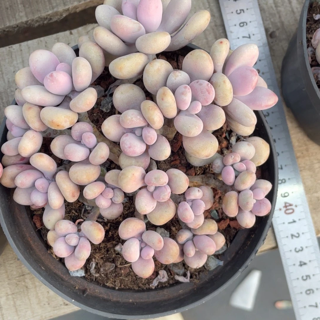 糖果桃蛋群生无砍无摘