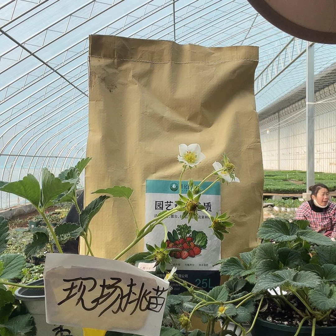 草莓土草莓土草莓土