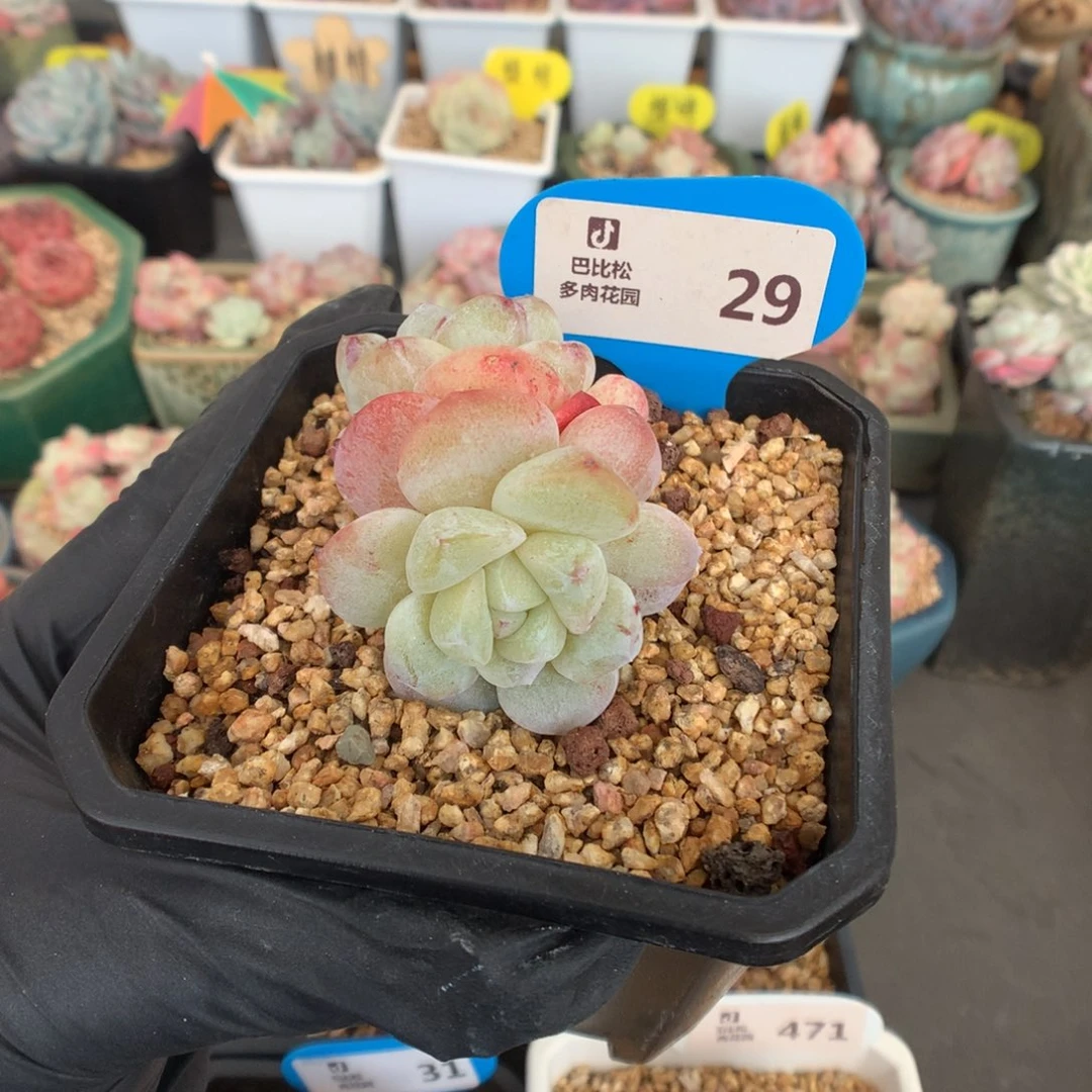 29 冰玉石化多肉多肉