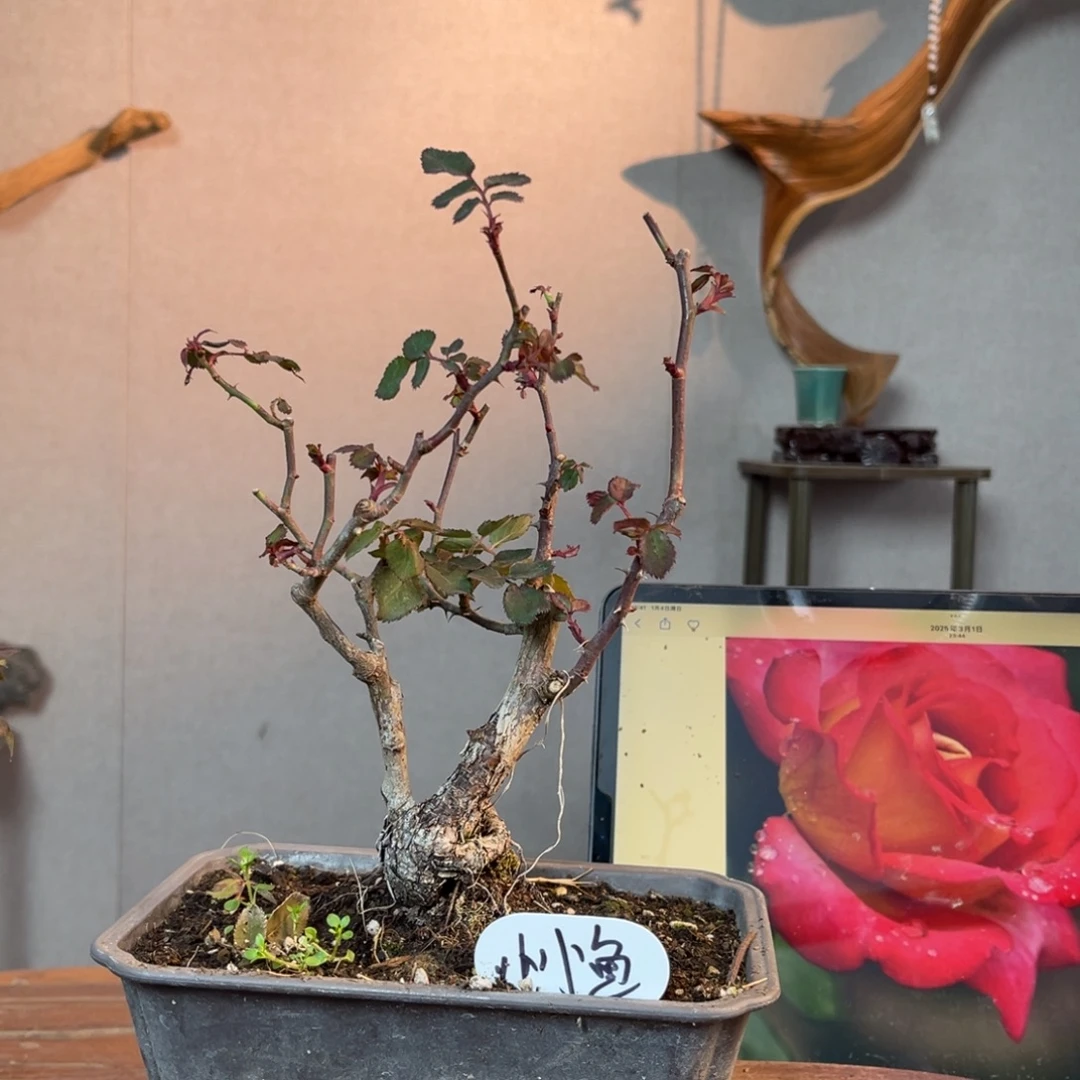 小***鱼少量花朵（建议范围：2朵-5朵 或40%以下）