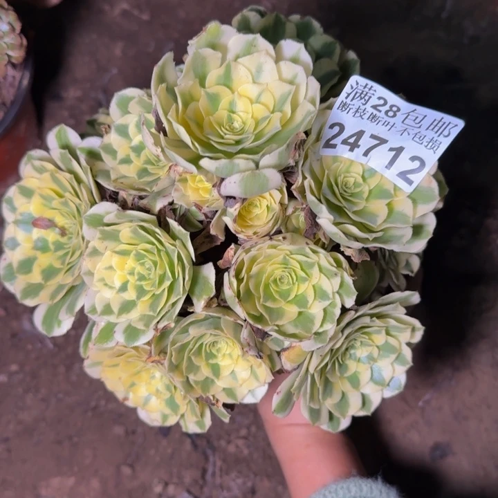 24712迈巴赫多肉植物