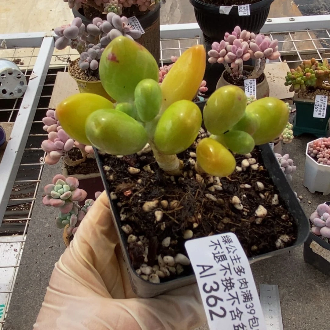 芒果奶酪金蟾362/6c m