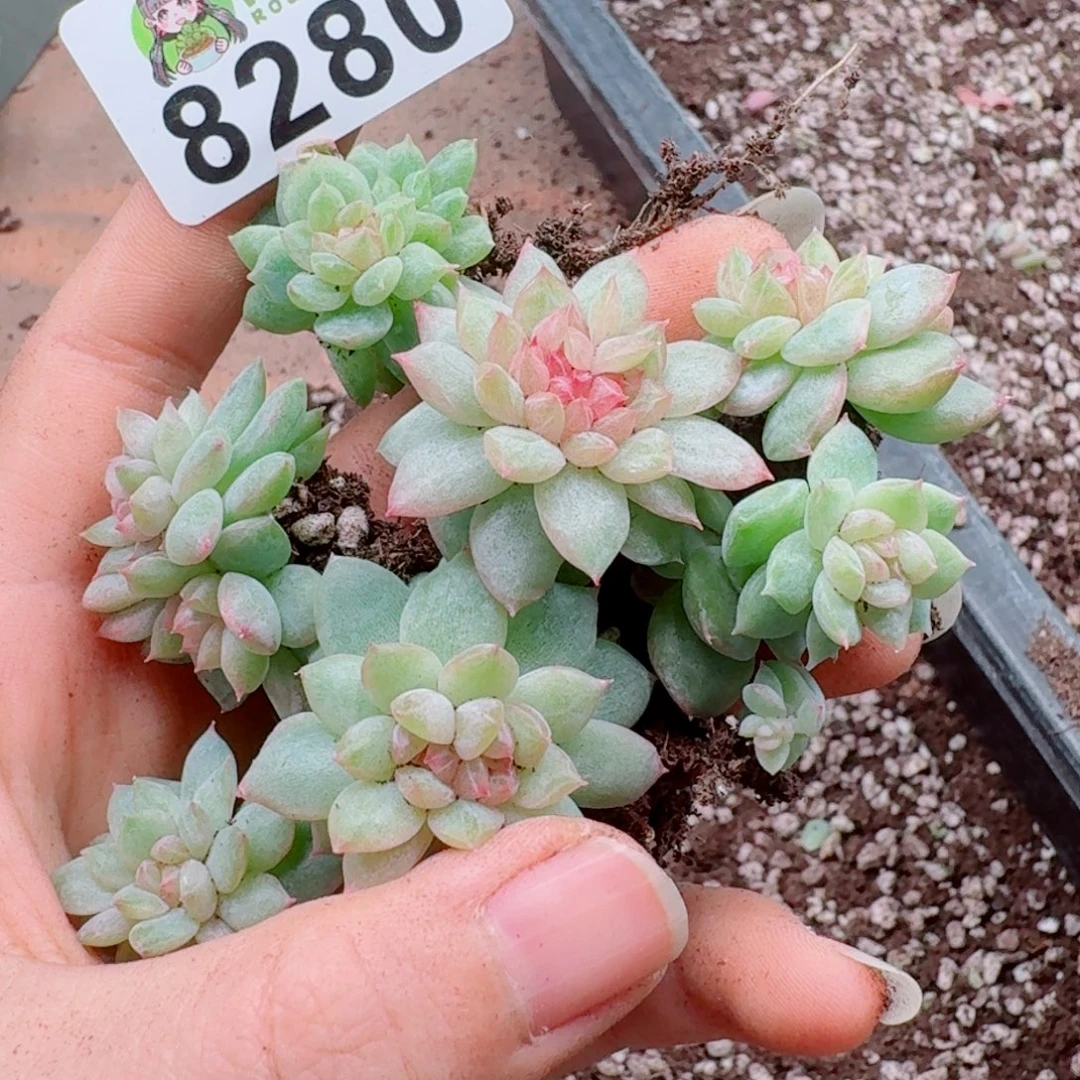 蜜***兔多肉植物多肉植物