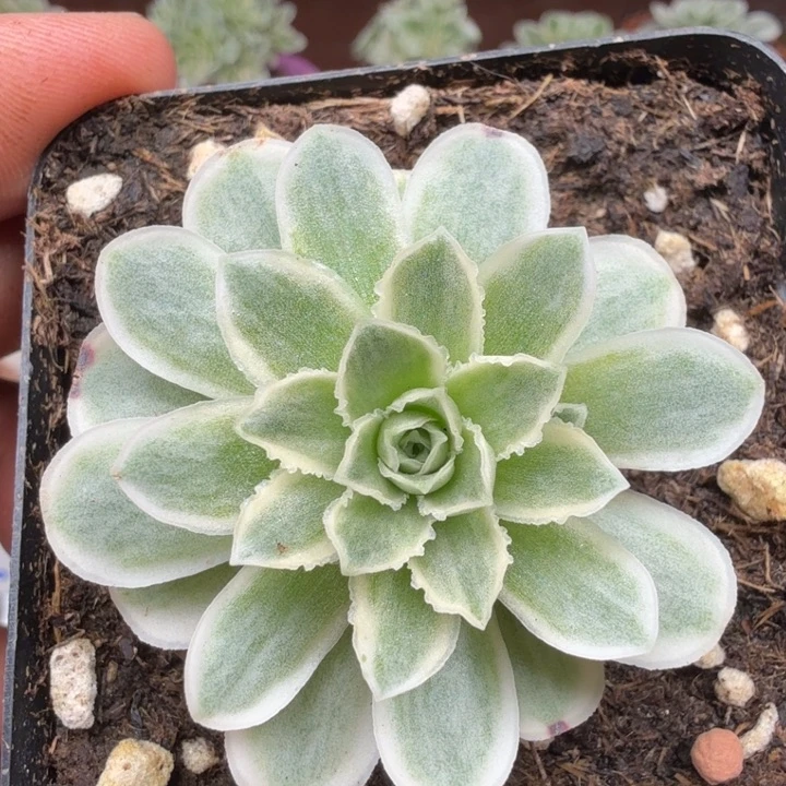 山地玫瑰秋夕33一一