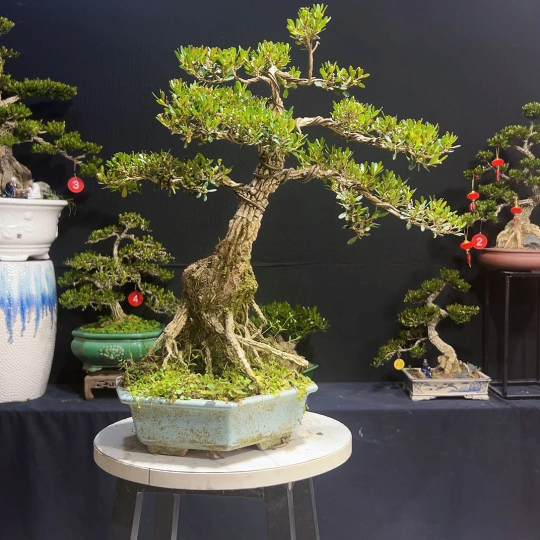 广东黄杨木盆景广东黄杨木盆景