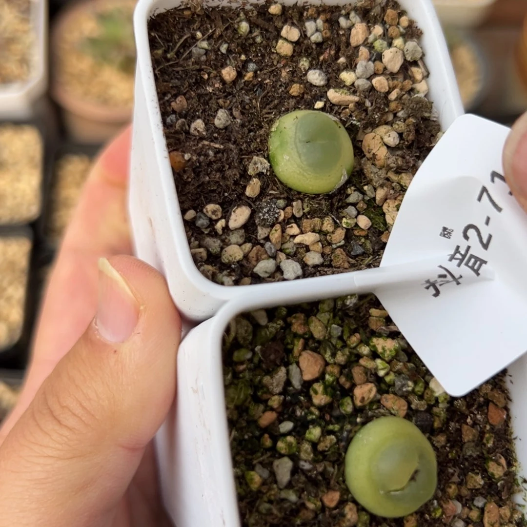 愉***悦2-71肉锥多肉植物，现在