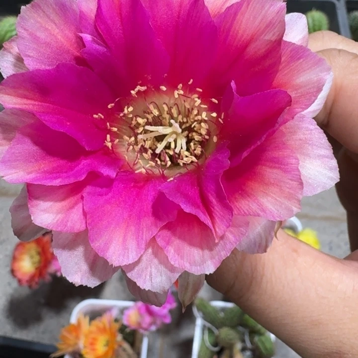 266丽花水花歪3公分左右无根侧牙，20包邮