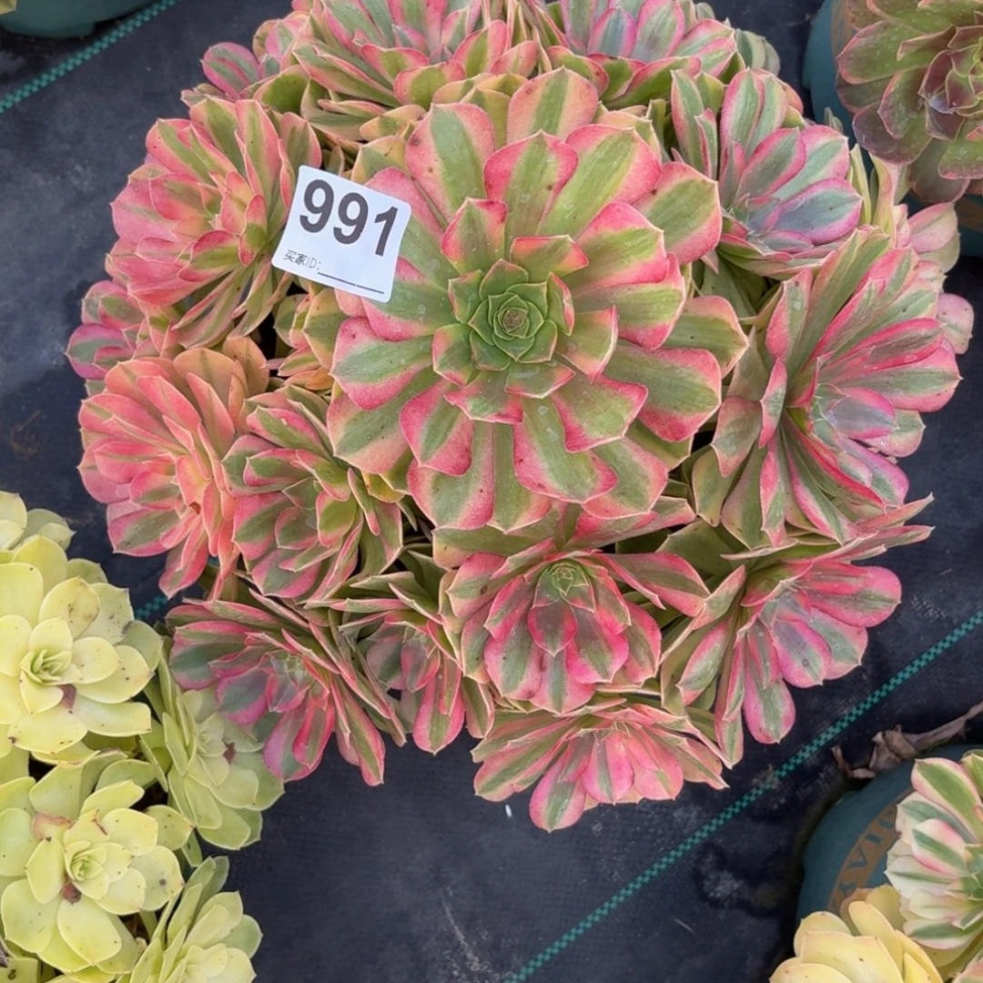 991大雨河多破植物福利