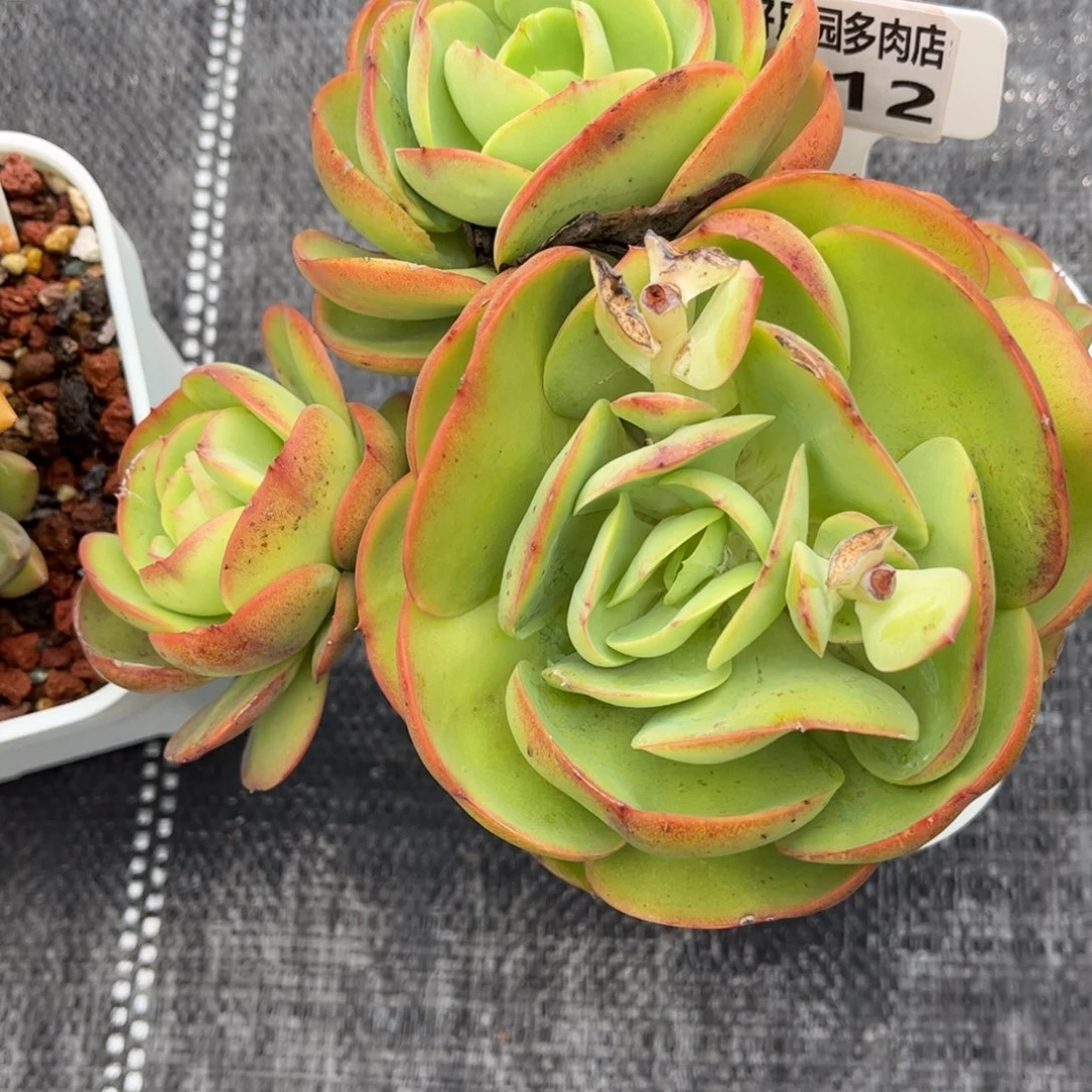 小****多肉植物2212发货