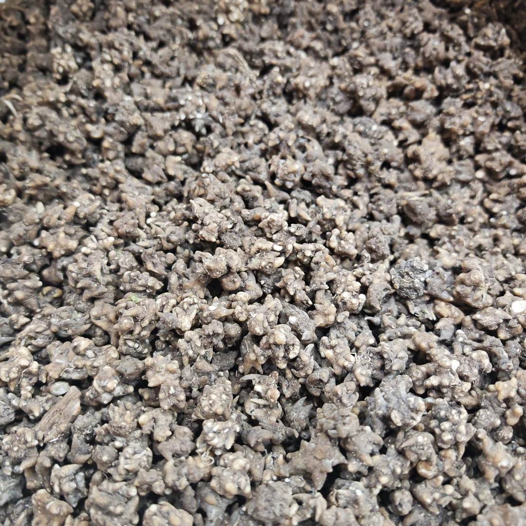 家猫精选 蒲公英根 送猫猫草  煲汤煲水