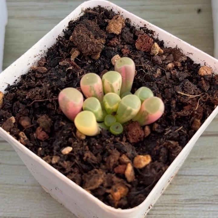 五十铃玉锦一颗价格