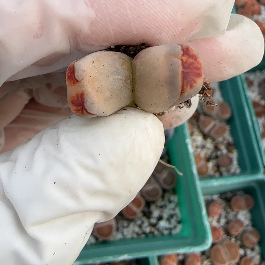 叶**?2。10。7015。怪物。