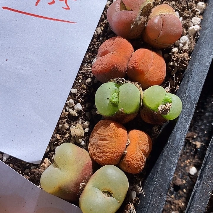 27306。   一组生丝绒艳丽双头。