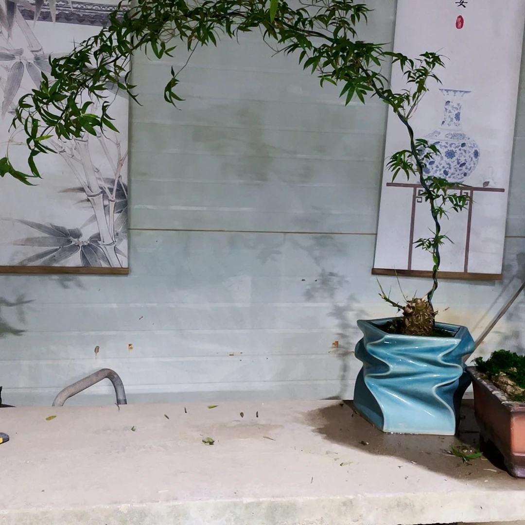 桂****！簕竹哈哈哈哈哈哈