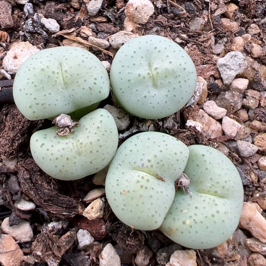 9.10好看的多肉脱土发货388