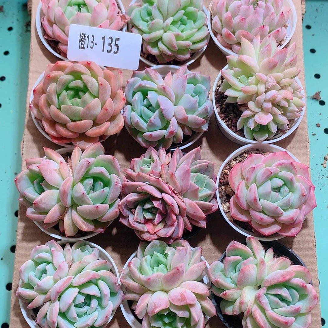 13-135一物一拍带盆18颗