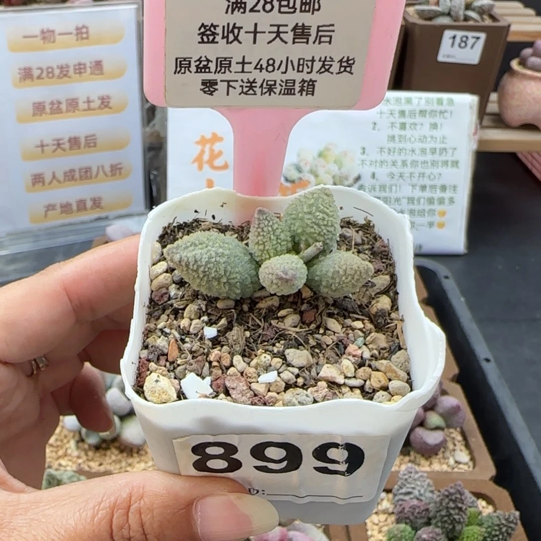 899冰魄多肉的植物