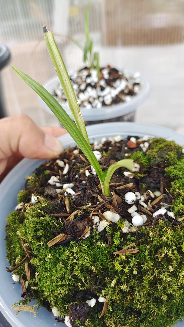 绿植兰花盆栽盆景兰花草贵州送春兰草奇花异草，直播间一物一拍