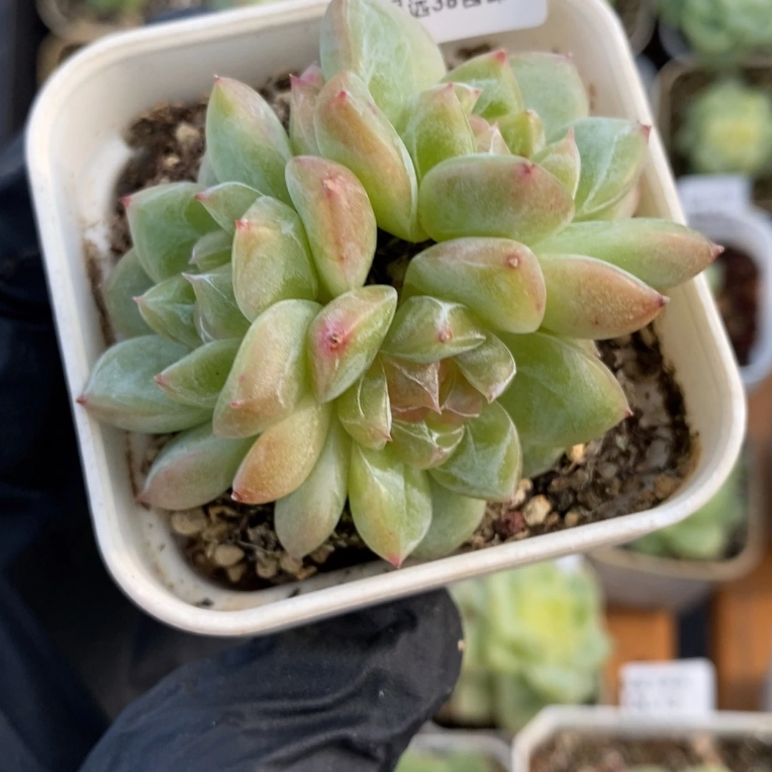 东篱下多肉植物10