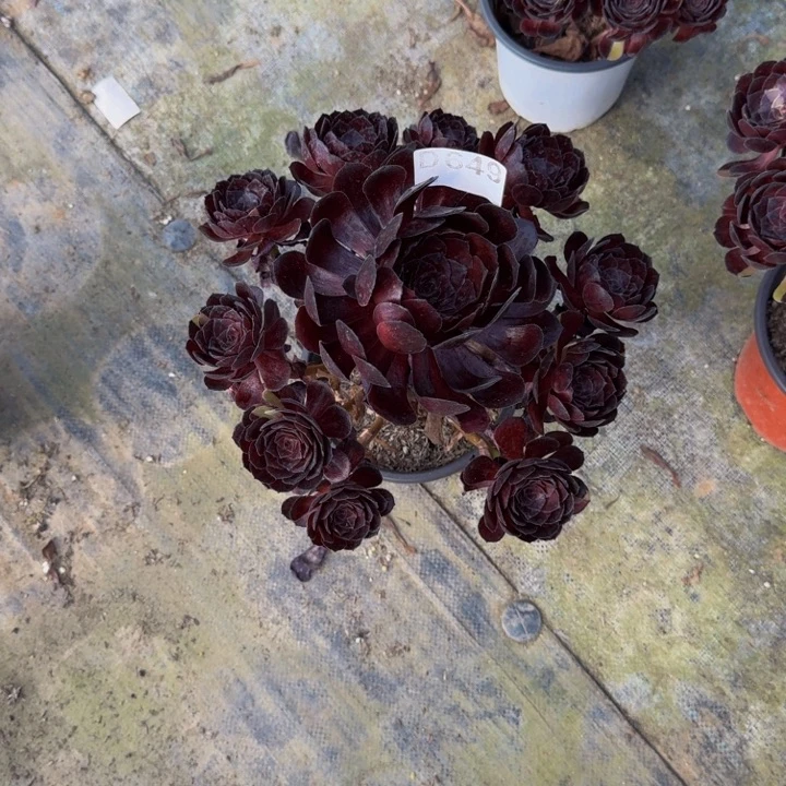 000000000649黑美人